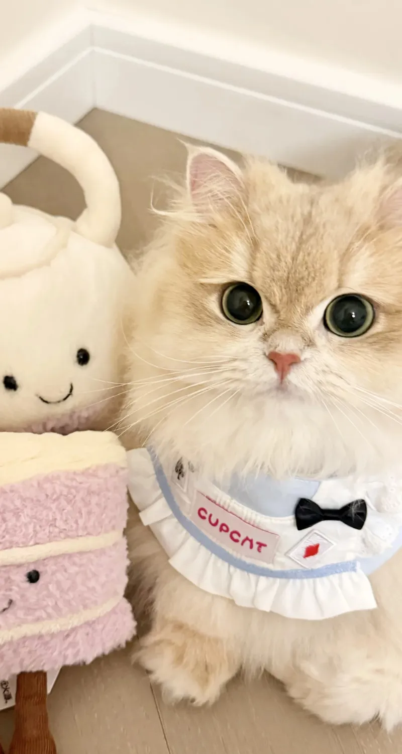ảnh mèo cute làm hình nền điện thoại