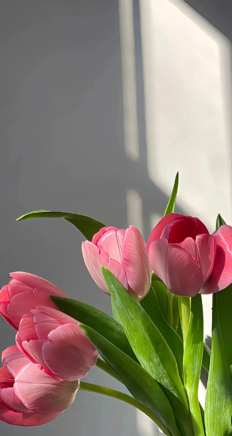 ảnh nền hoa tulip cực đẹp cho điện thoại