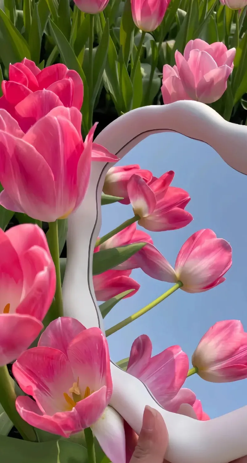 ảnh nền hoa tulip cực đẹp cho iphone