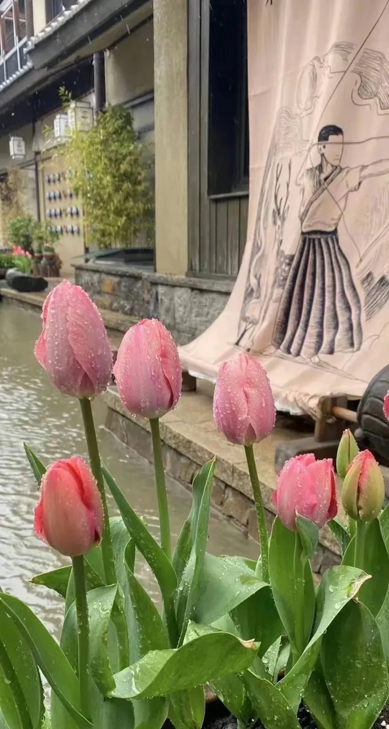 ảnh nền hoa tulip đẹp cho điện thoại