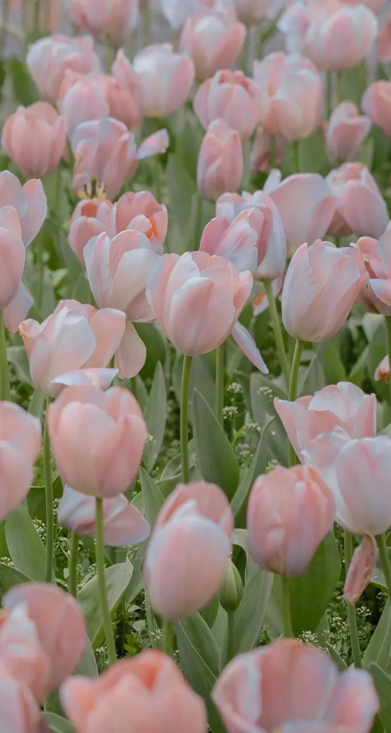 ảnh nền hoa tulip full hd cho điện thoại