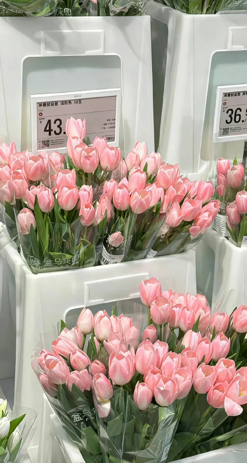 ảnh nền hoa tulip full hd cho iphone