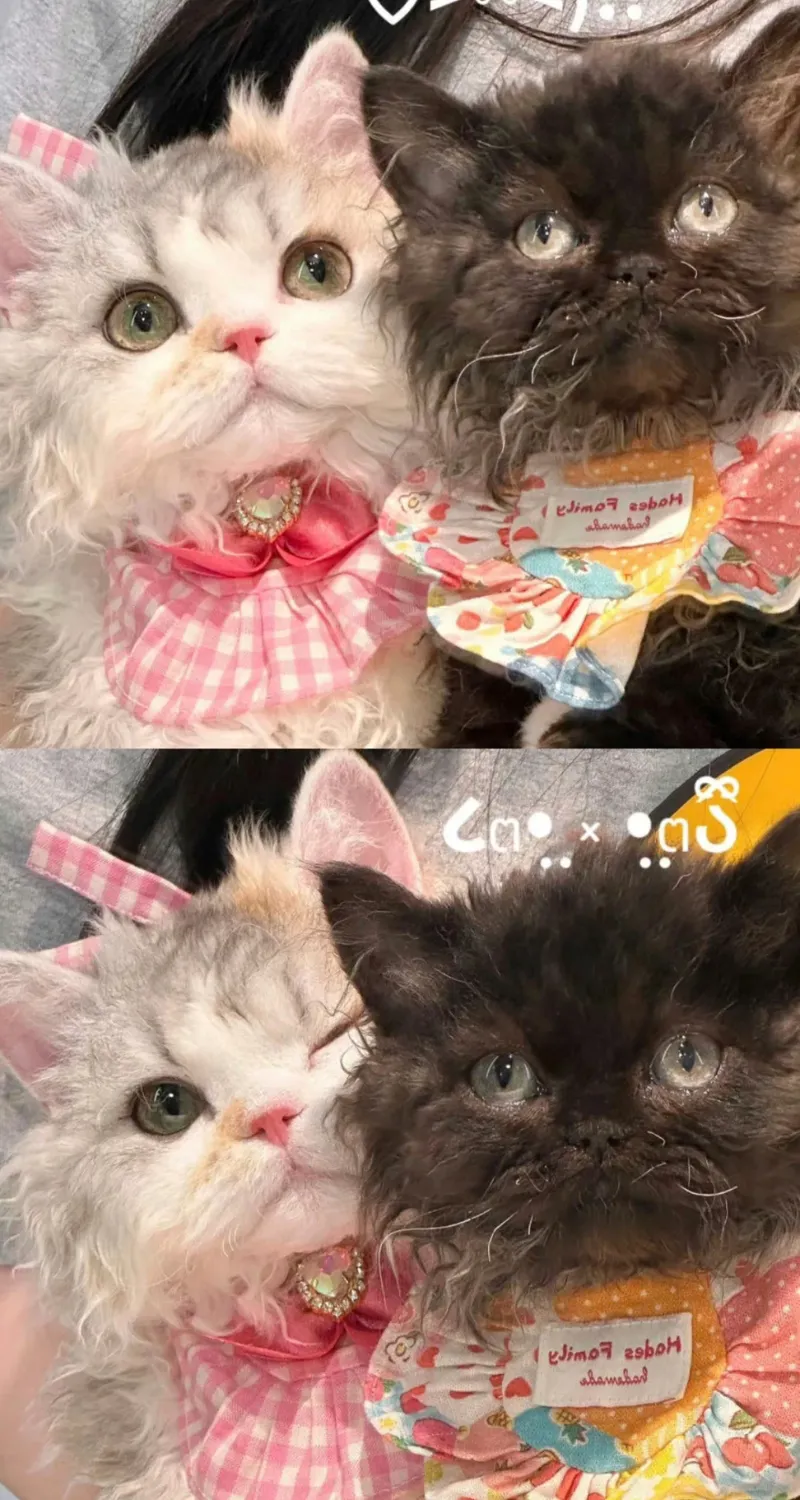 ảnh nền mèo cute siêu đẹp