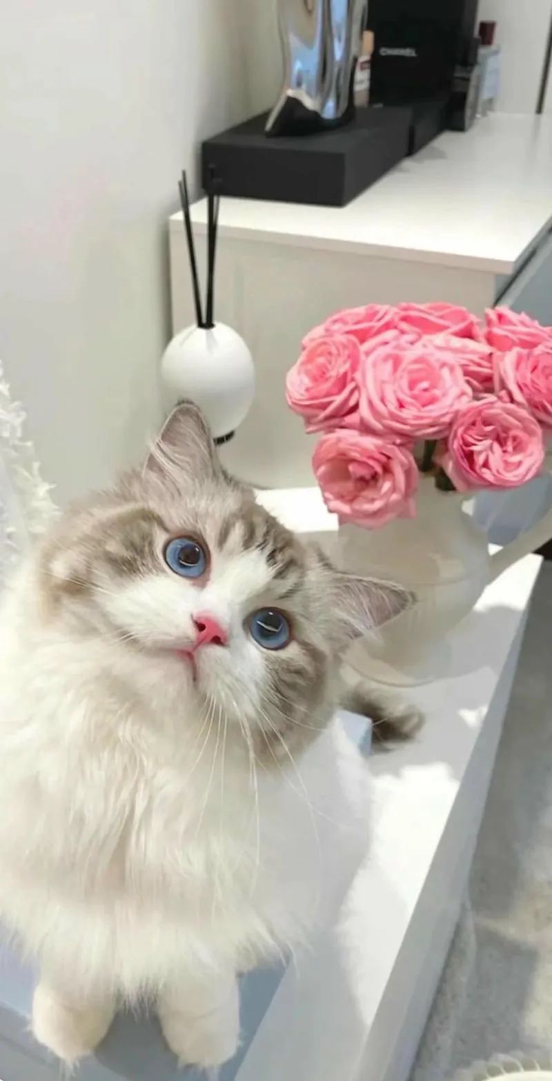 Bộ  hình nền mèo độc đáo