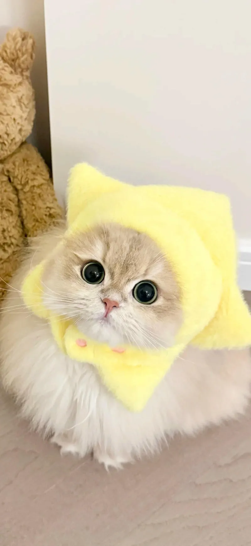 Bộ sưu tập hình nền mèo chất lượng nhất