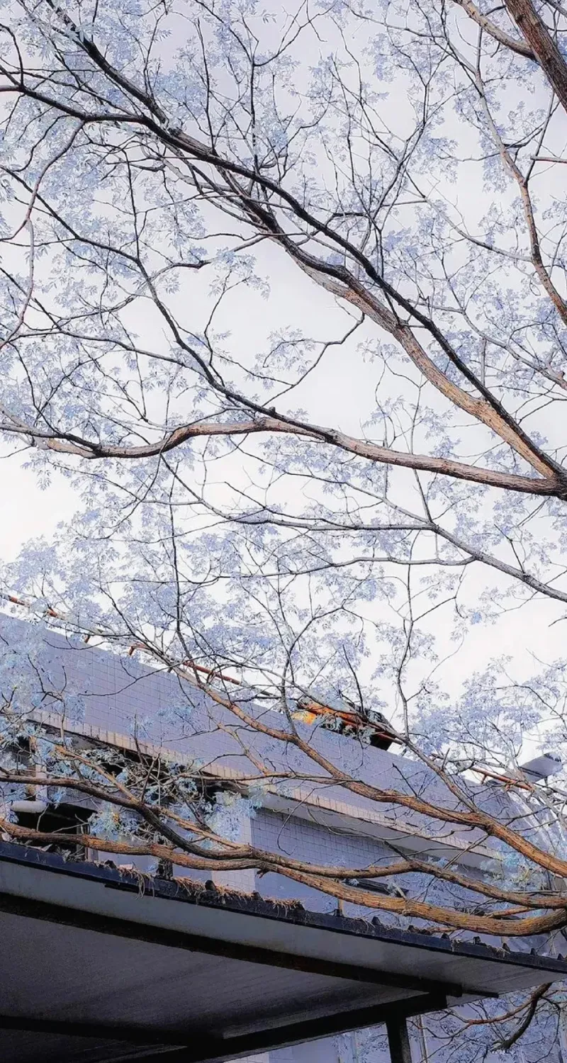 hình nền ảnh hoa đào đẹp
