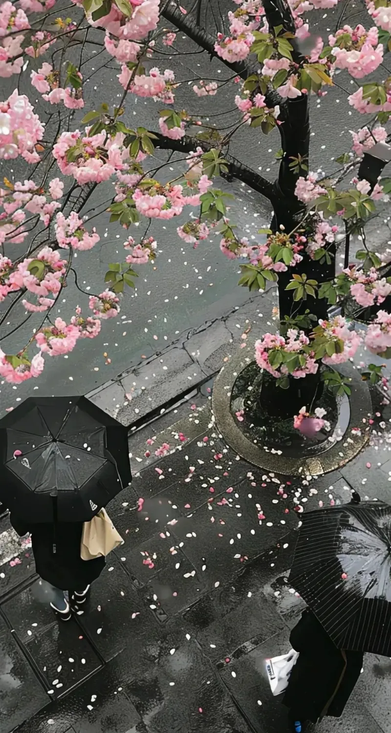 hình nền điện thoại hoa đào