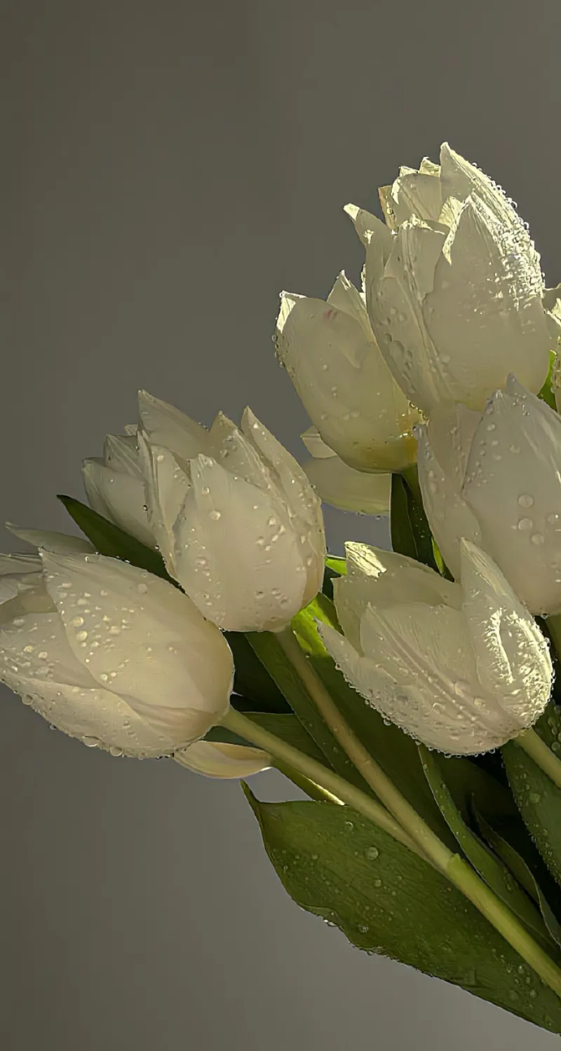 hình nền điện thoại hoa tulip trắng