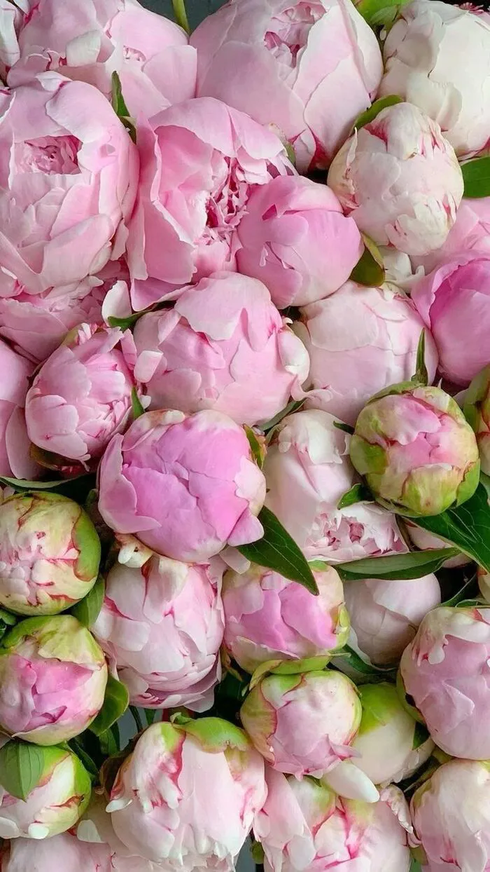 hình nền hoa mẫu đơn dùng hằng ngày