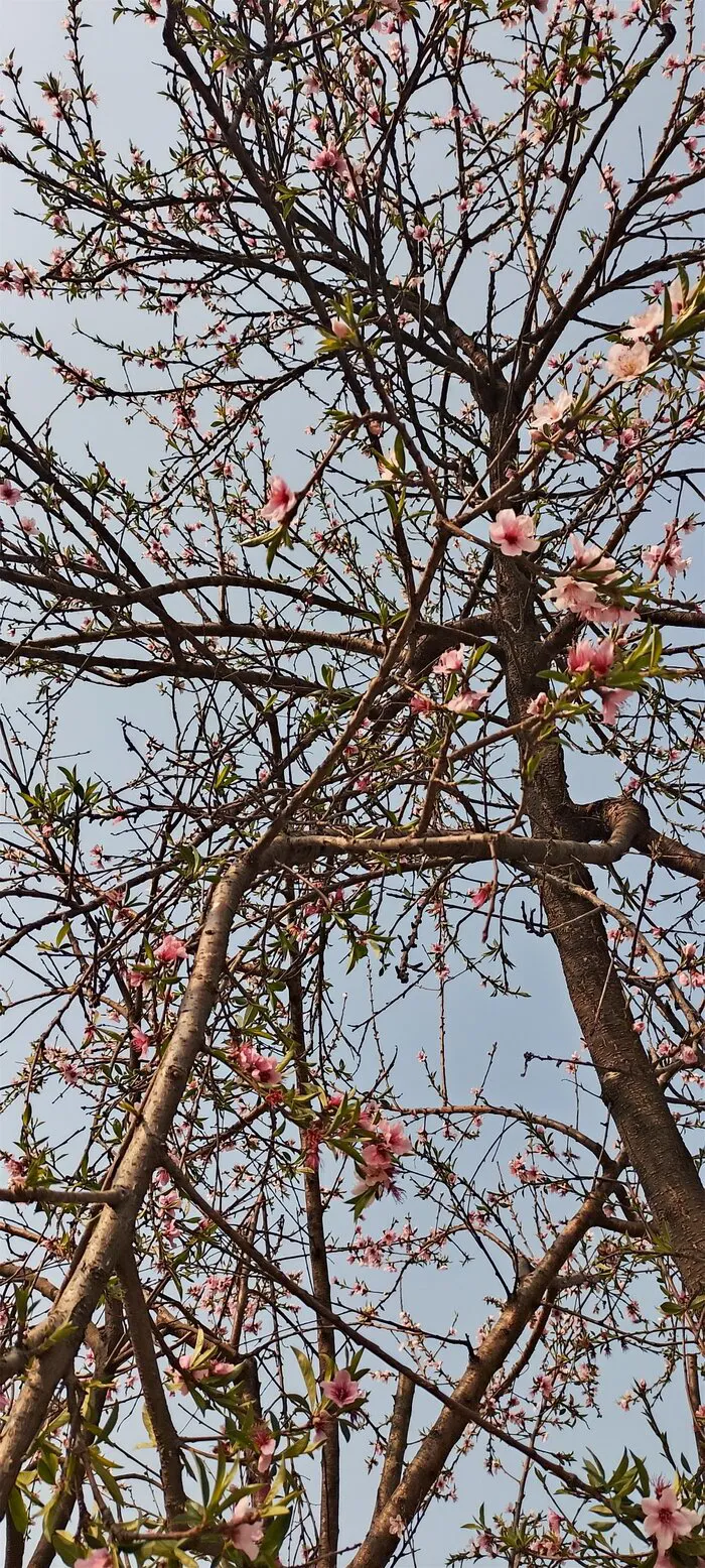 hình nền hoa phổ biến
