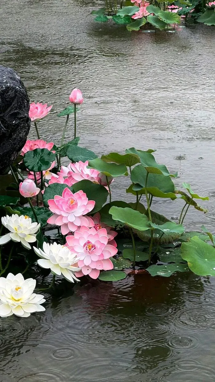 hình nền hoa sen 4k