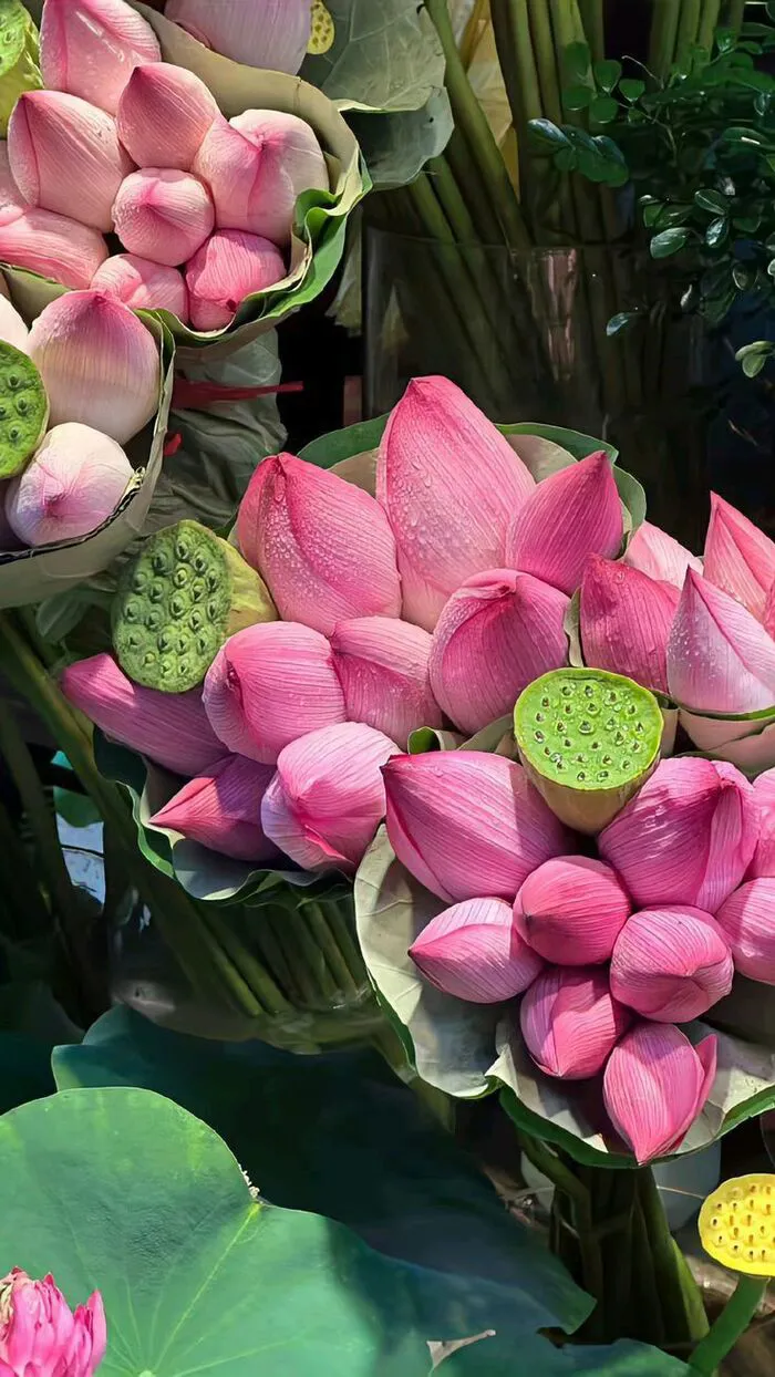 hình nền hoa sen được yêu thích
