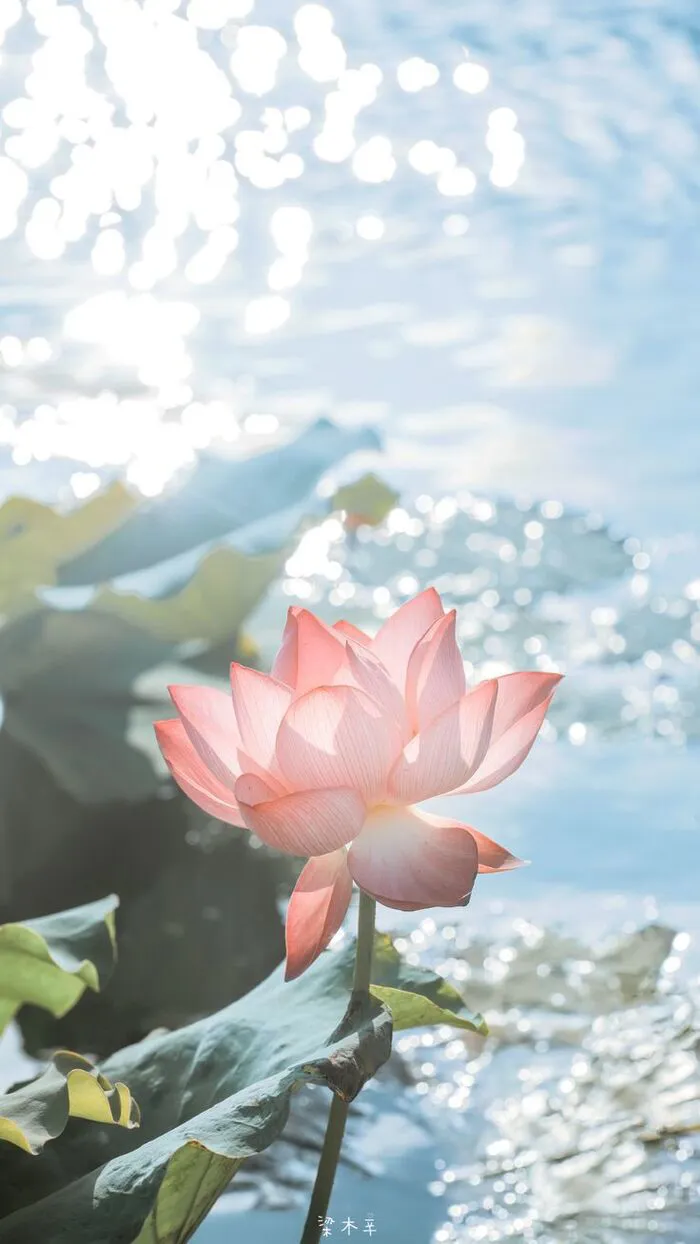 hình nền hoa sen nền sáng