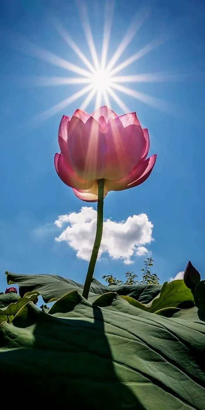 hình nền hoa sen nhẹ nhàng
