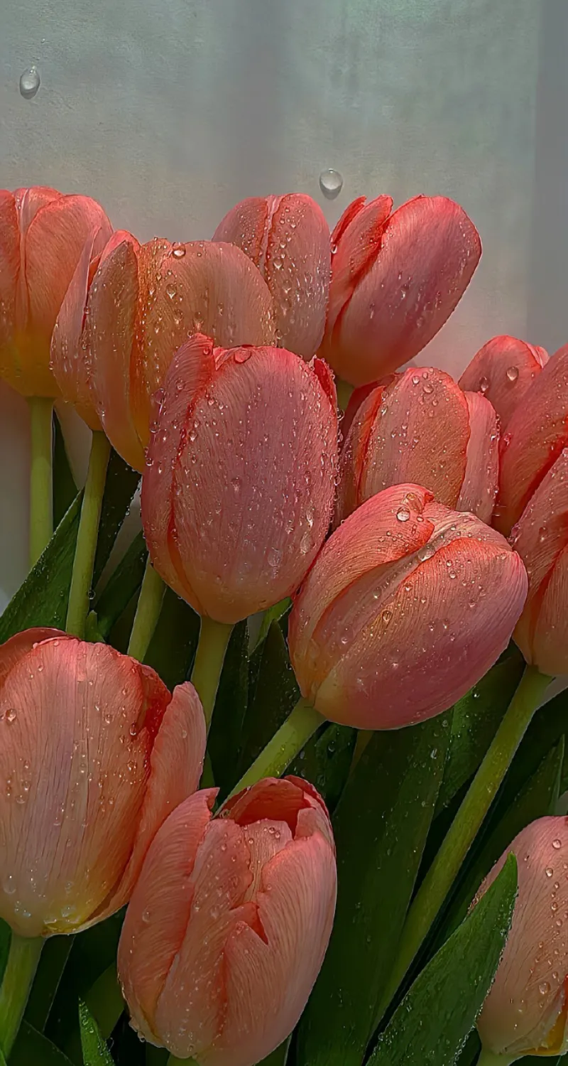 hình nền hoa tulip 3d