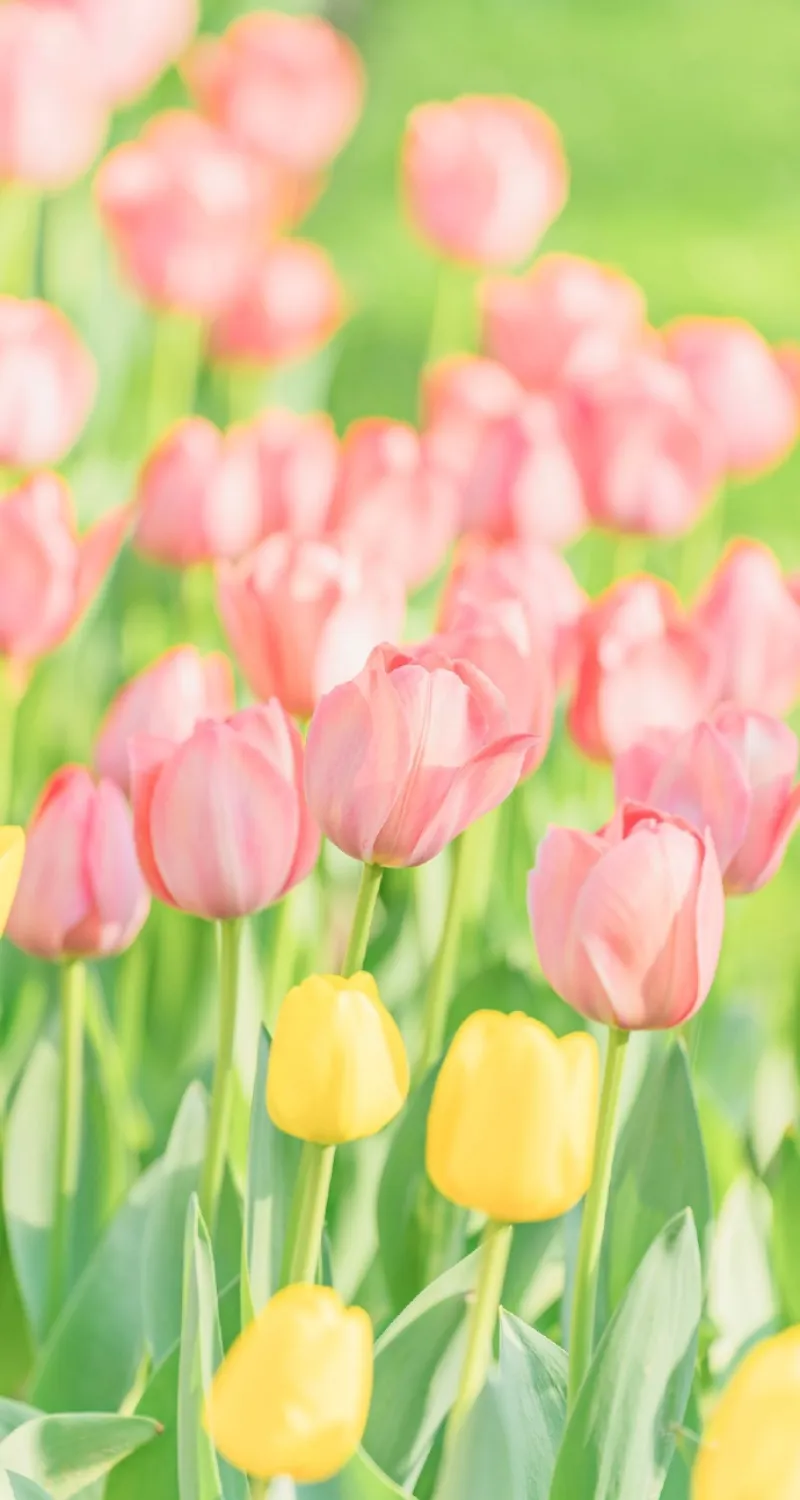 hình nền hoa tulip 4k đẹp nhất