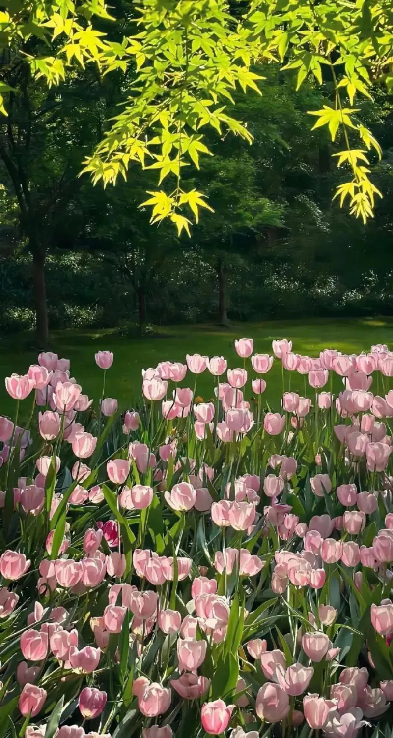 hình nền hoa tulip chill