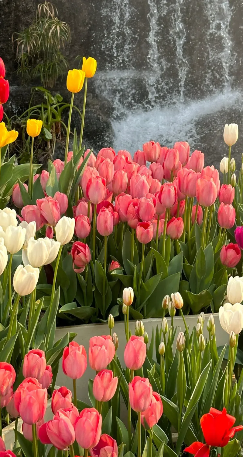 hình nền hoa tulip cho điện thoại