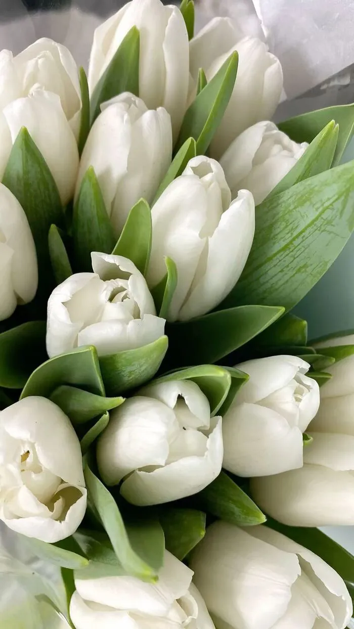 hình nền hoa tulip cho điện thoại
