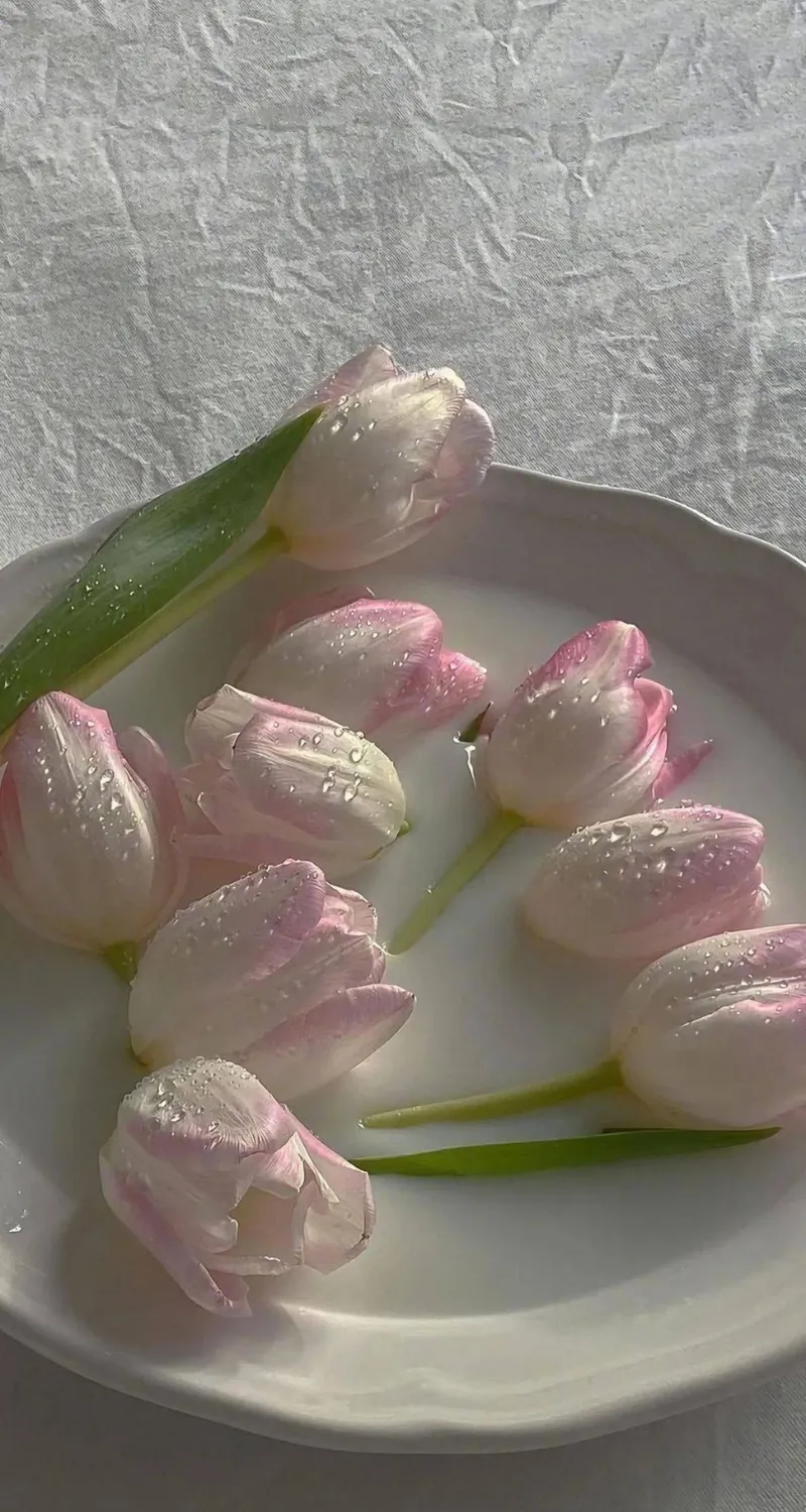 hình nền hoa tulip cực đẹp