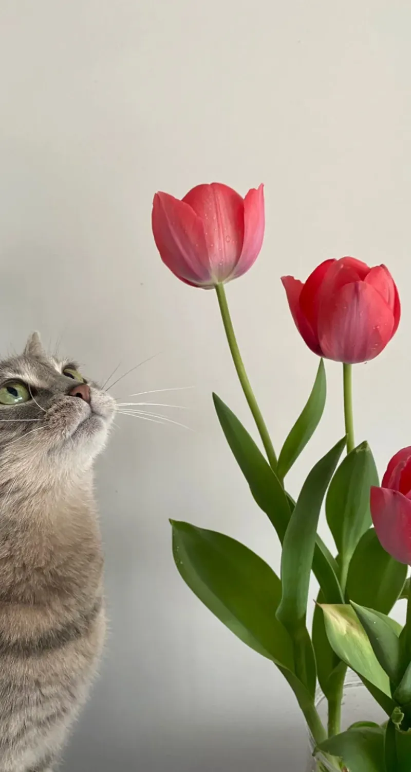hình nền hoa tulip cute