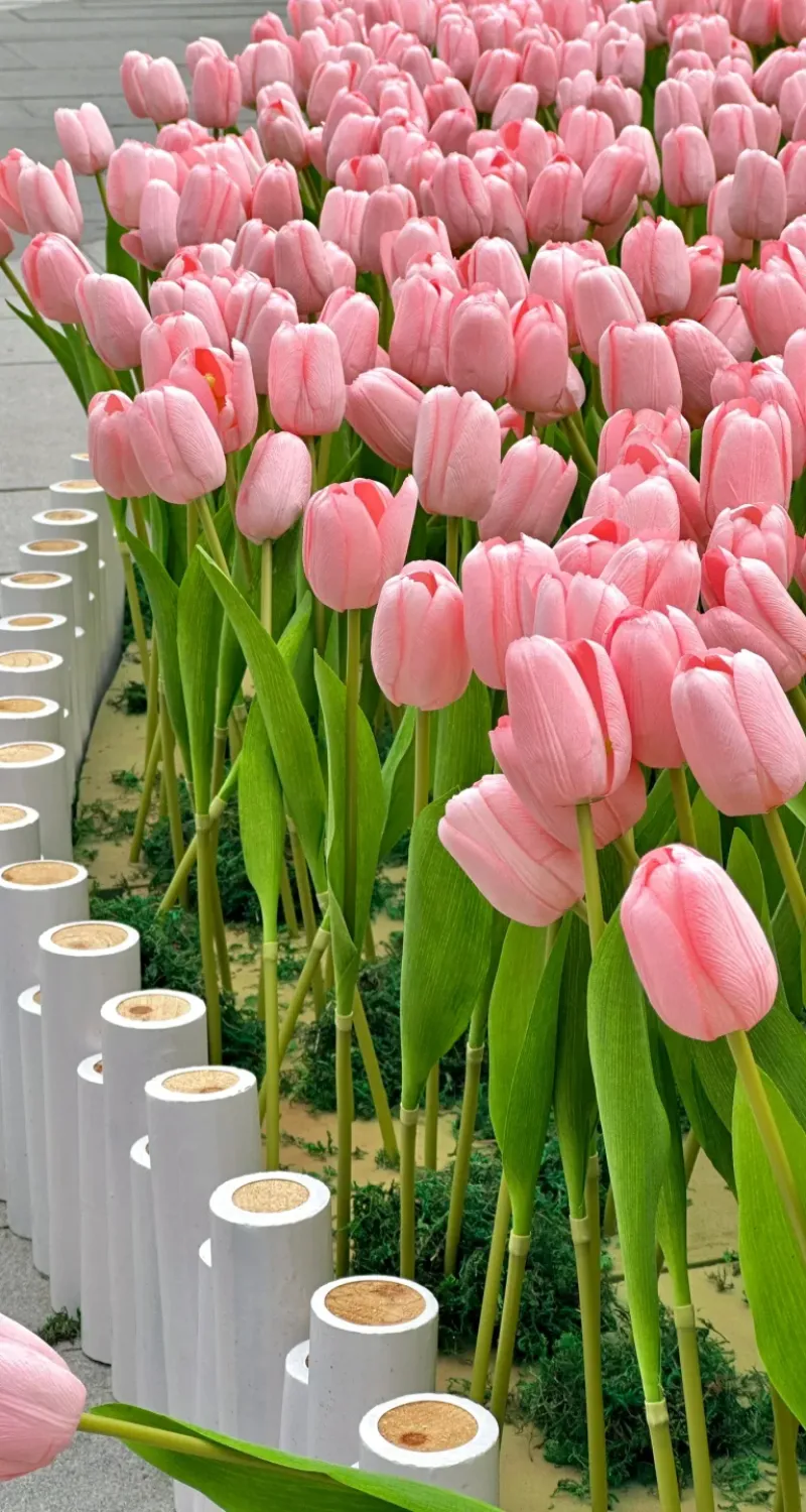 hình nền hoa tulip đẹp nhất 4k