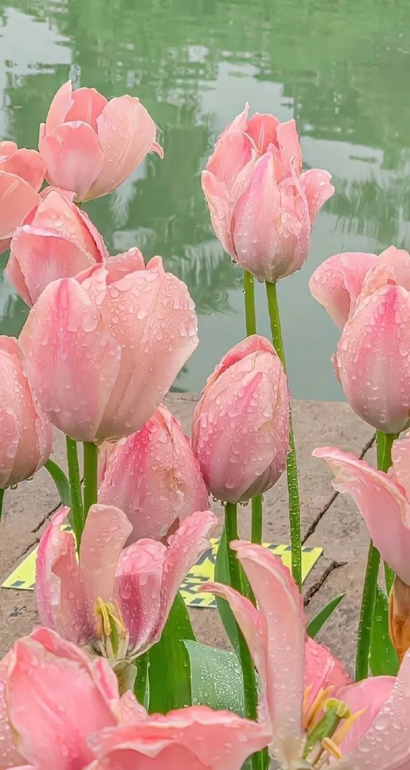 hình nền hoa tulip đơn giản