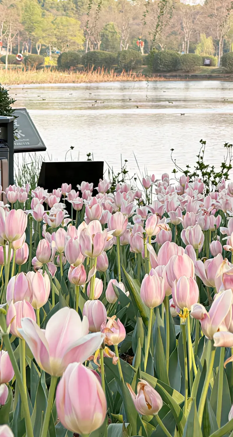 hình nền hoa tulip full hd