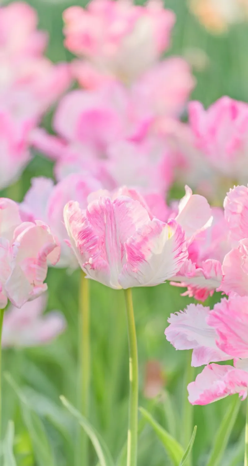 hình nền hoa tulip hồng 4k