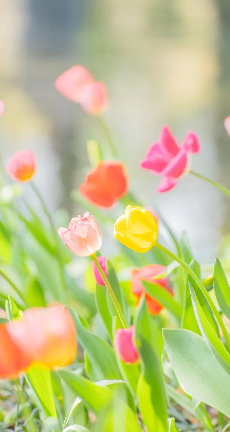 hình nền hoa tulip nhiều màu