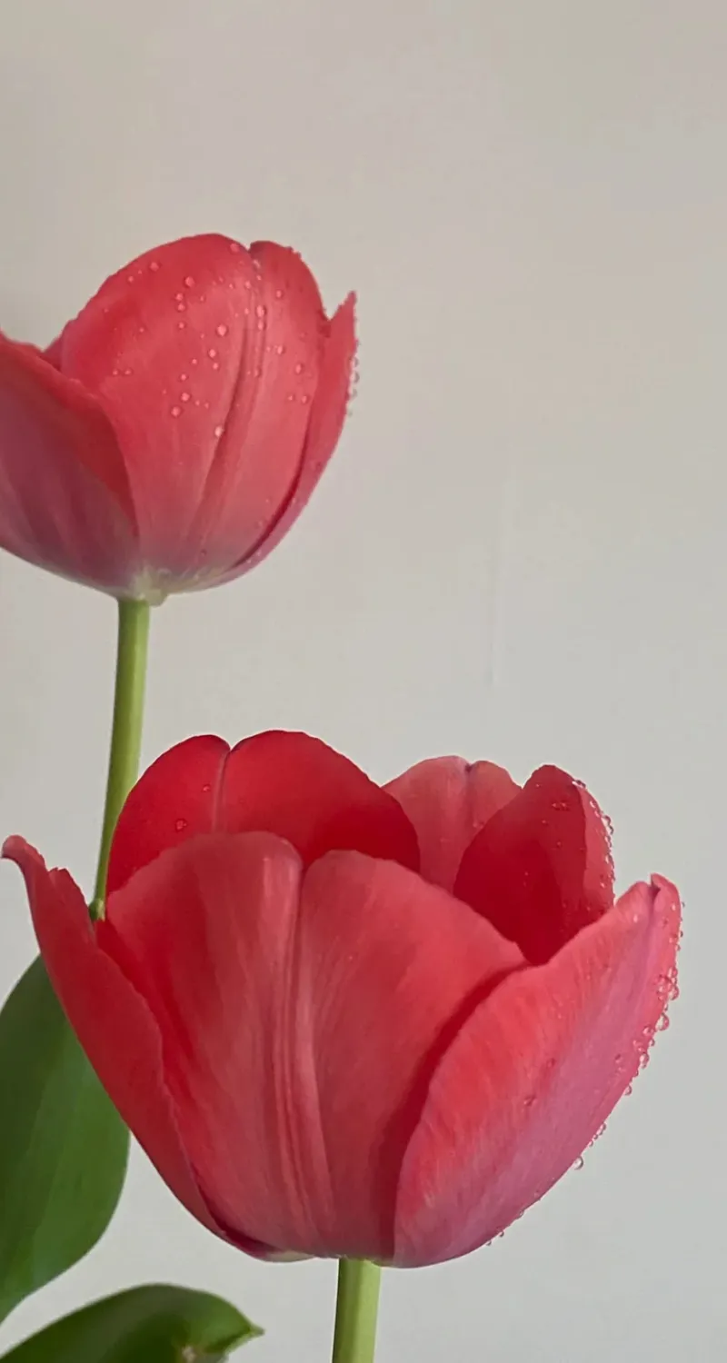 hình nền hoa tulip siêu đẹp
