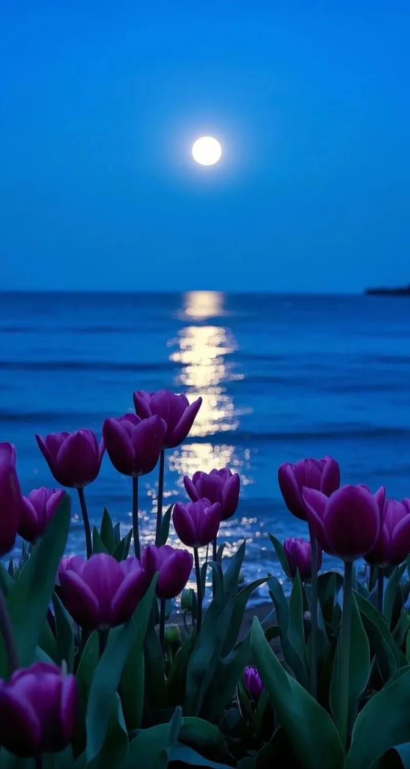 hình nền hoa tulip tím