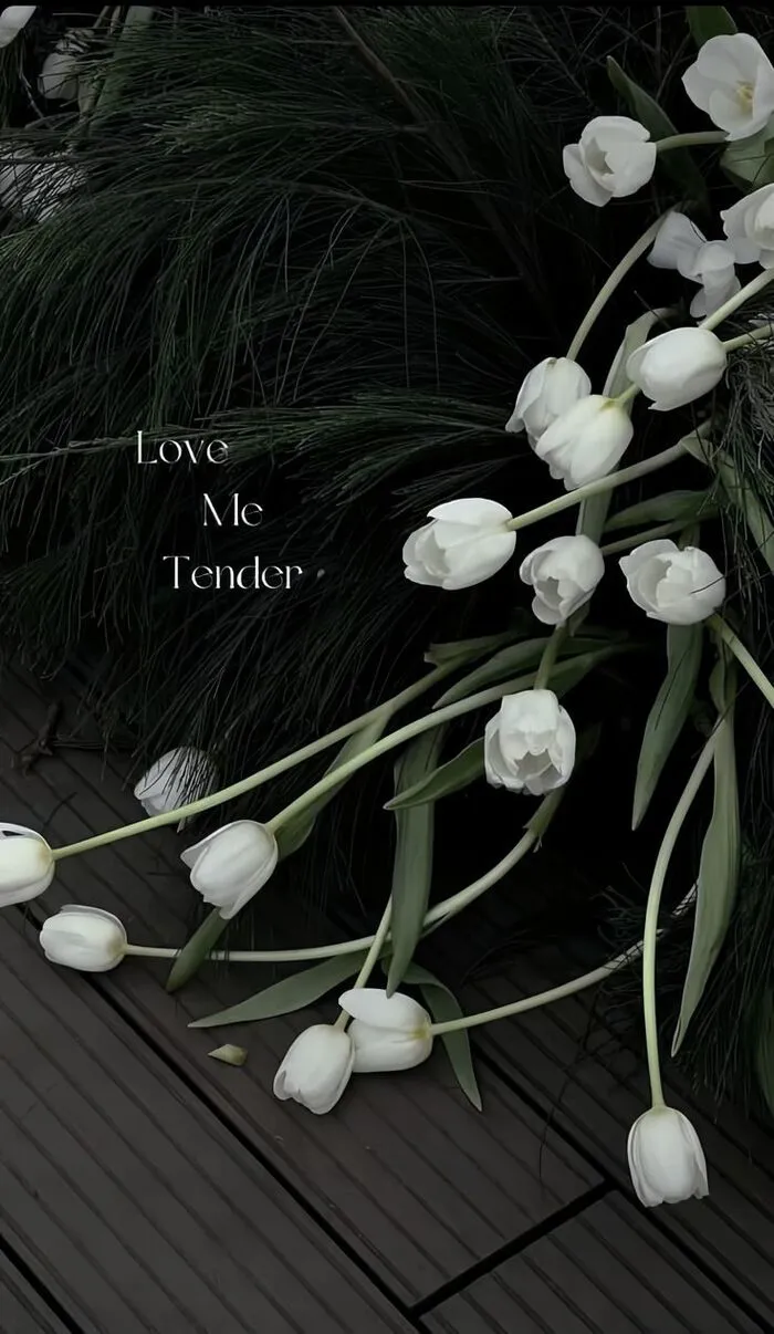 hình nền hoa tulip tinh tế