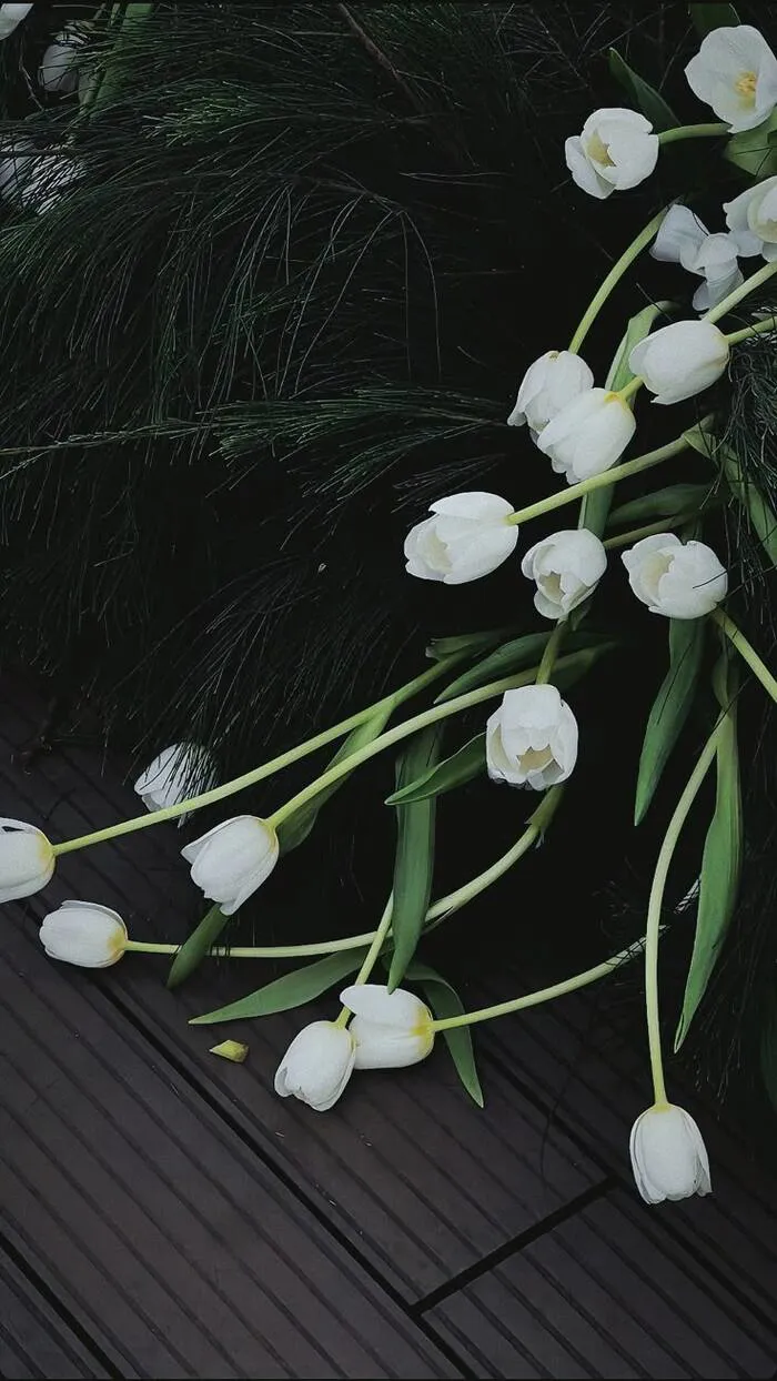 hình nền hoa tulip trắng 4k