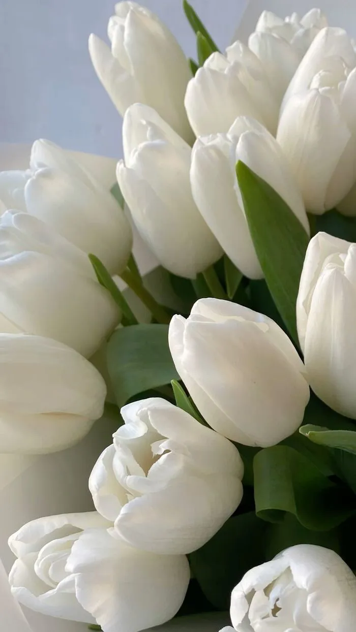 hình nền hoa tulip trắng chụp cận cảnh