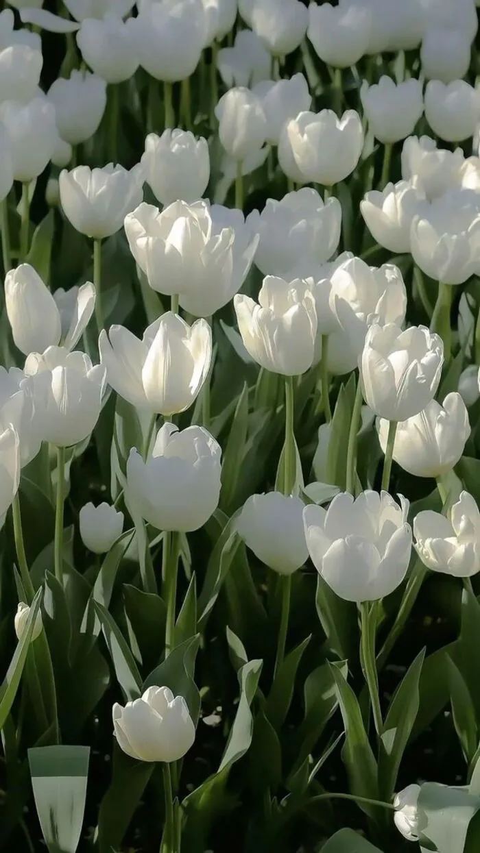 hình nền hoa tulip trắng full hd