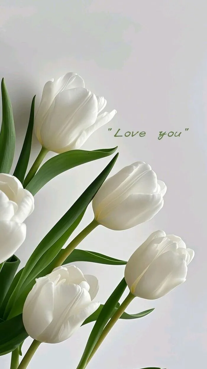 hình nền hoa tulip trắng làm hình nền