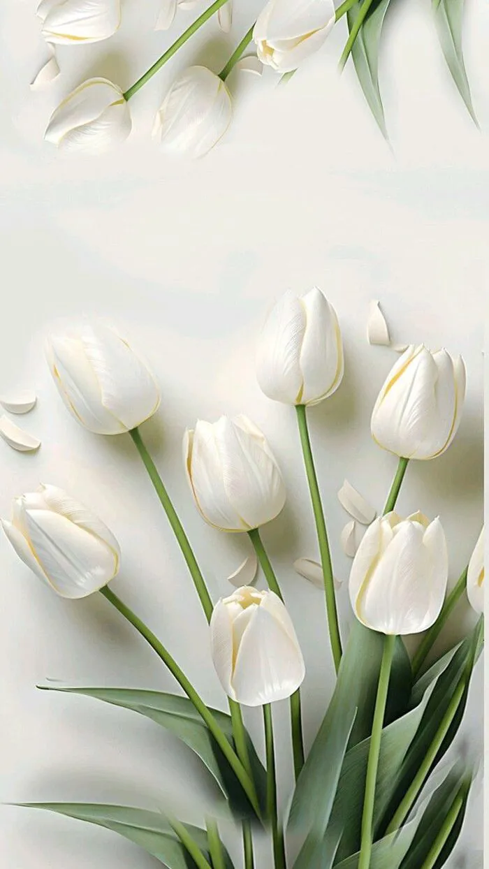 hình nền hoa tulip trắng nền sáng