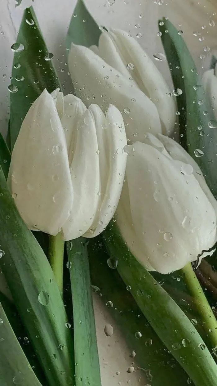 hình nền hoa tulip trắng sắc nét