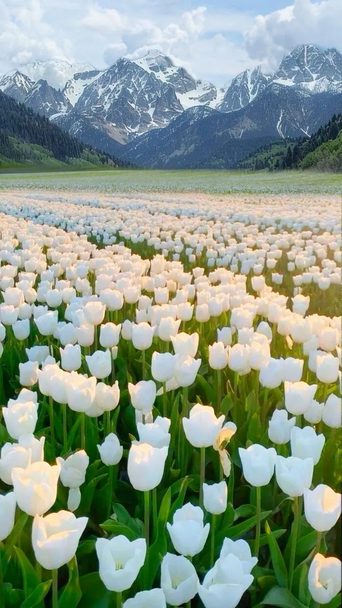 hình nền hoa tulip trắng thanh lịch
