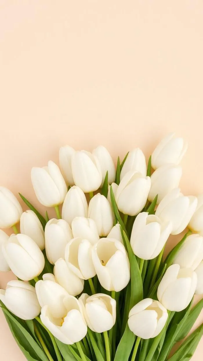 hình nền hoa tulip trắng tinh khôi