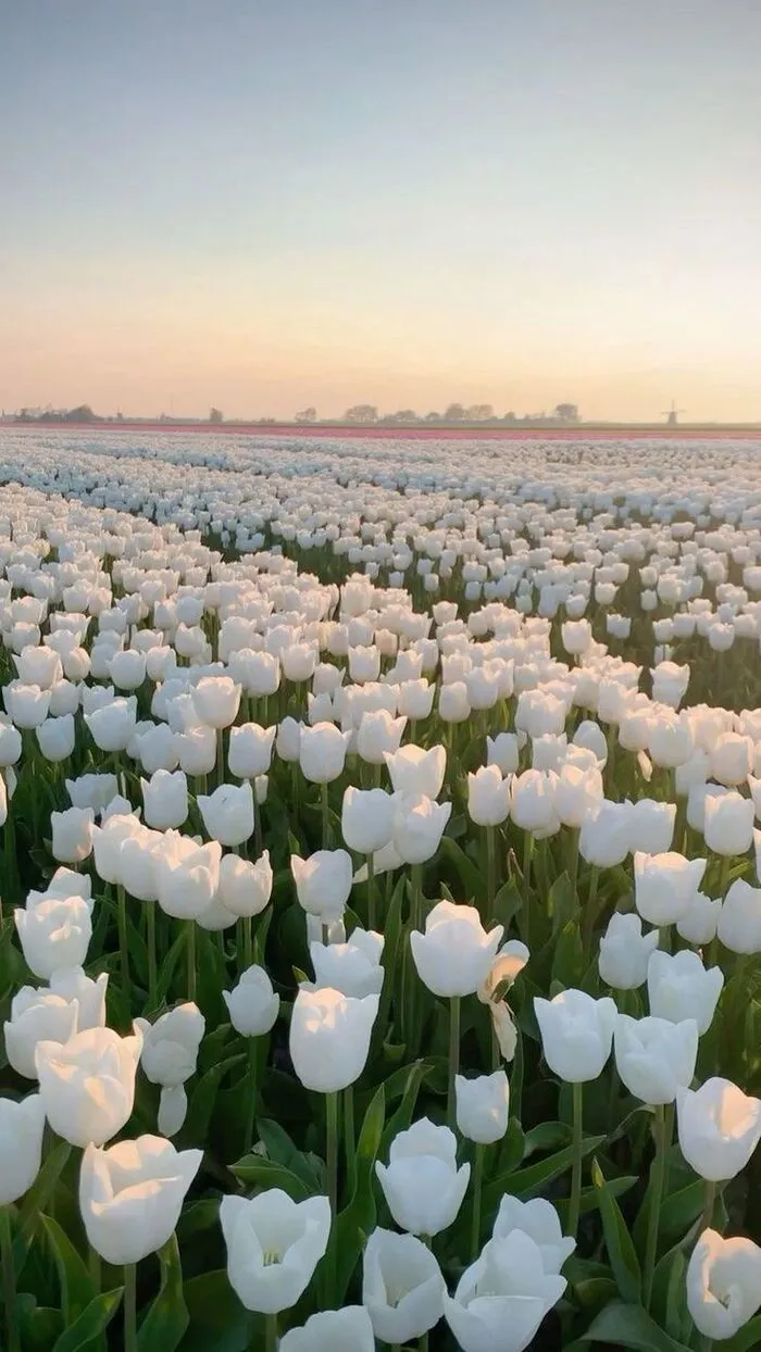 hình nền hoa tulip trắng tinh tế