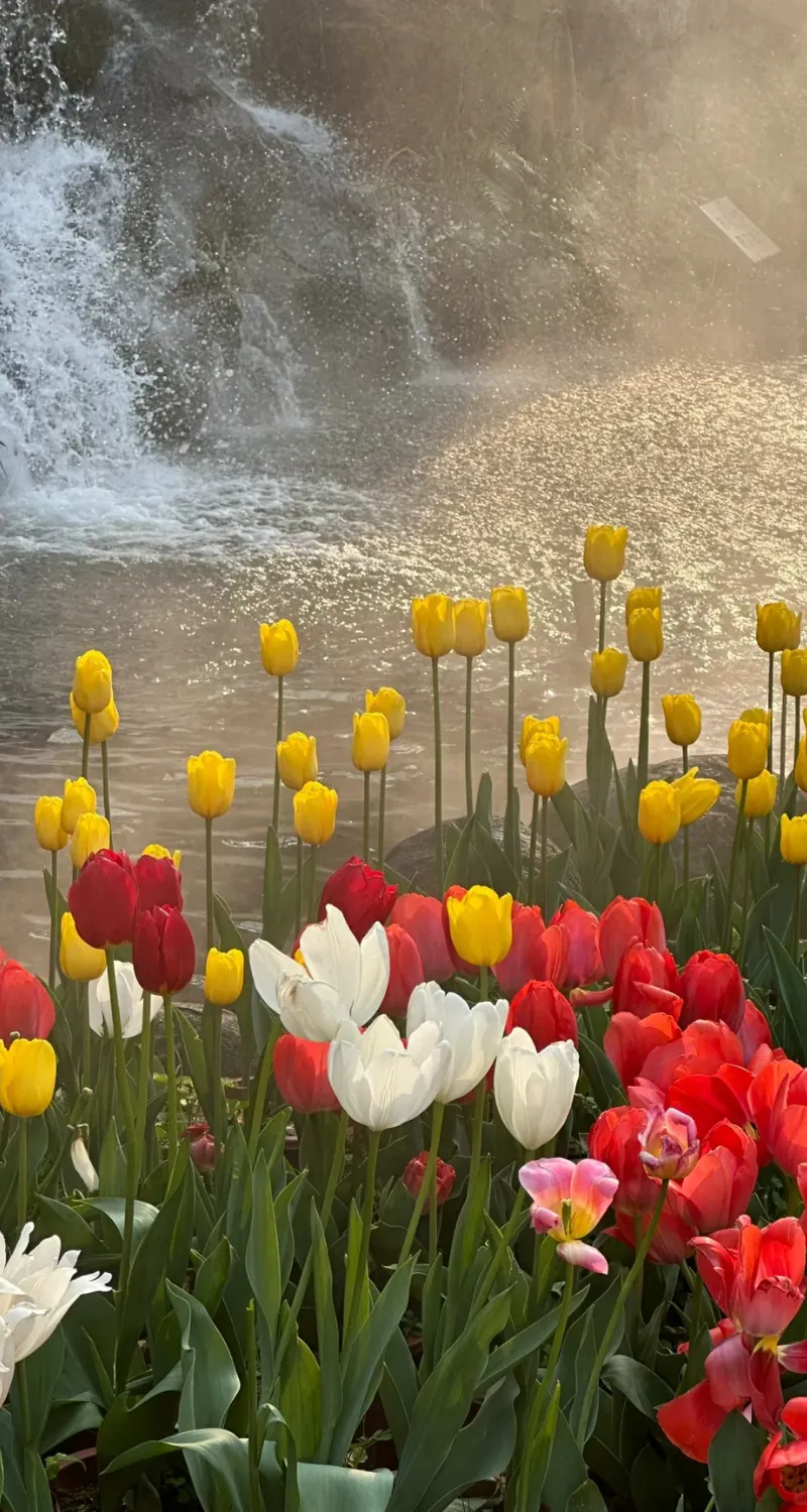 hình nền hoa vườn hoa tulip bên cạnh sối
