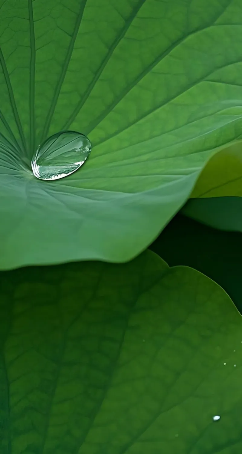 hình nền màu xanh lá cây