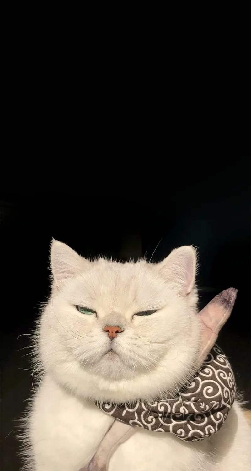 hình nền mèo cute cho điện thoại