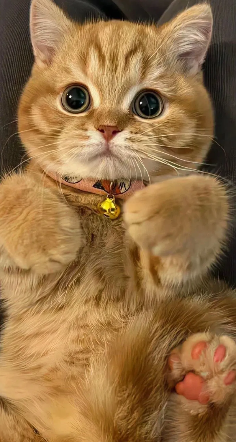 hình nền mèo cute đáng yêu 8k