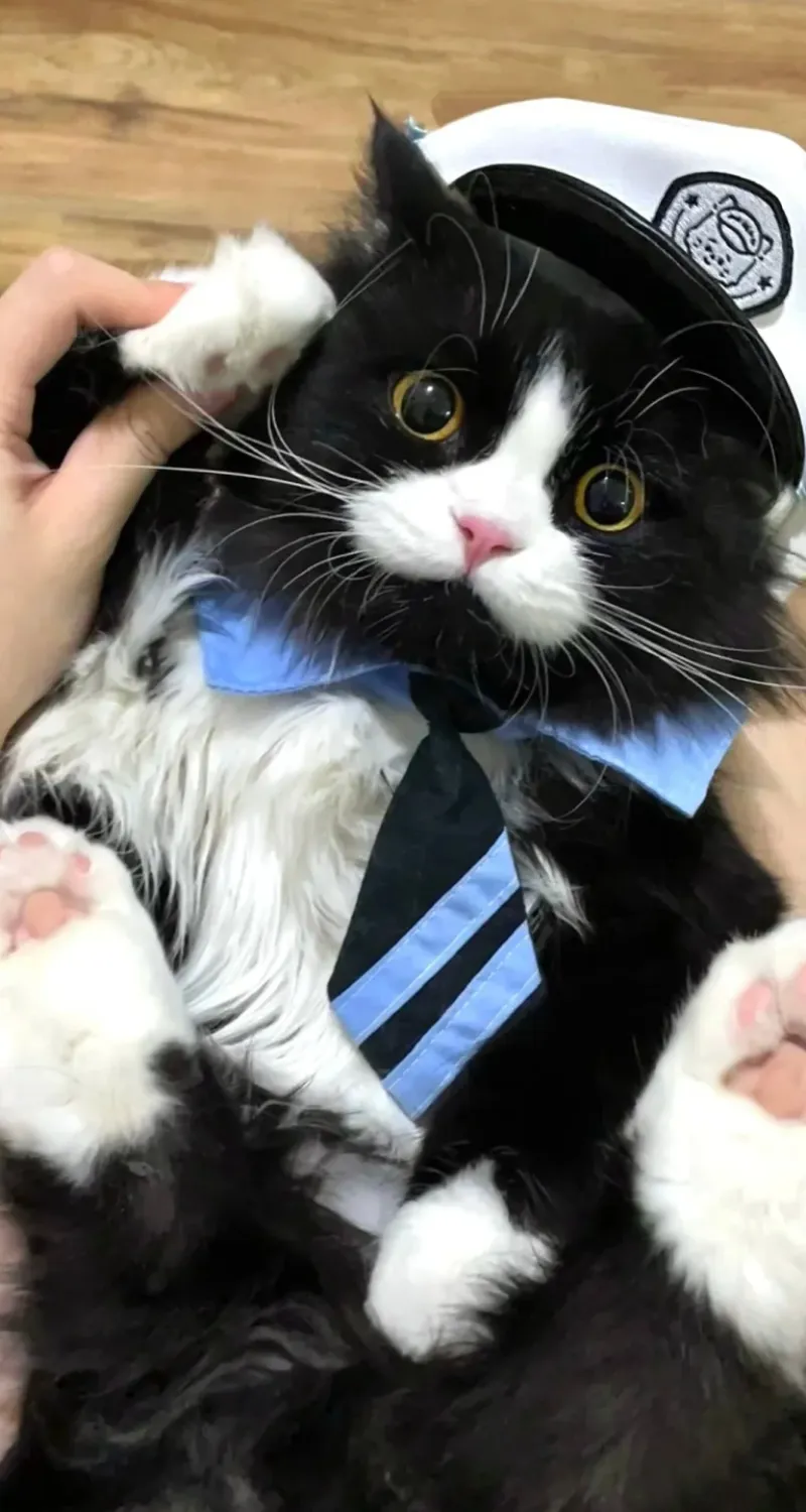 hình nền mèo cute đáng yêu ngủ