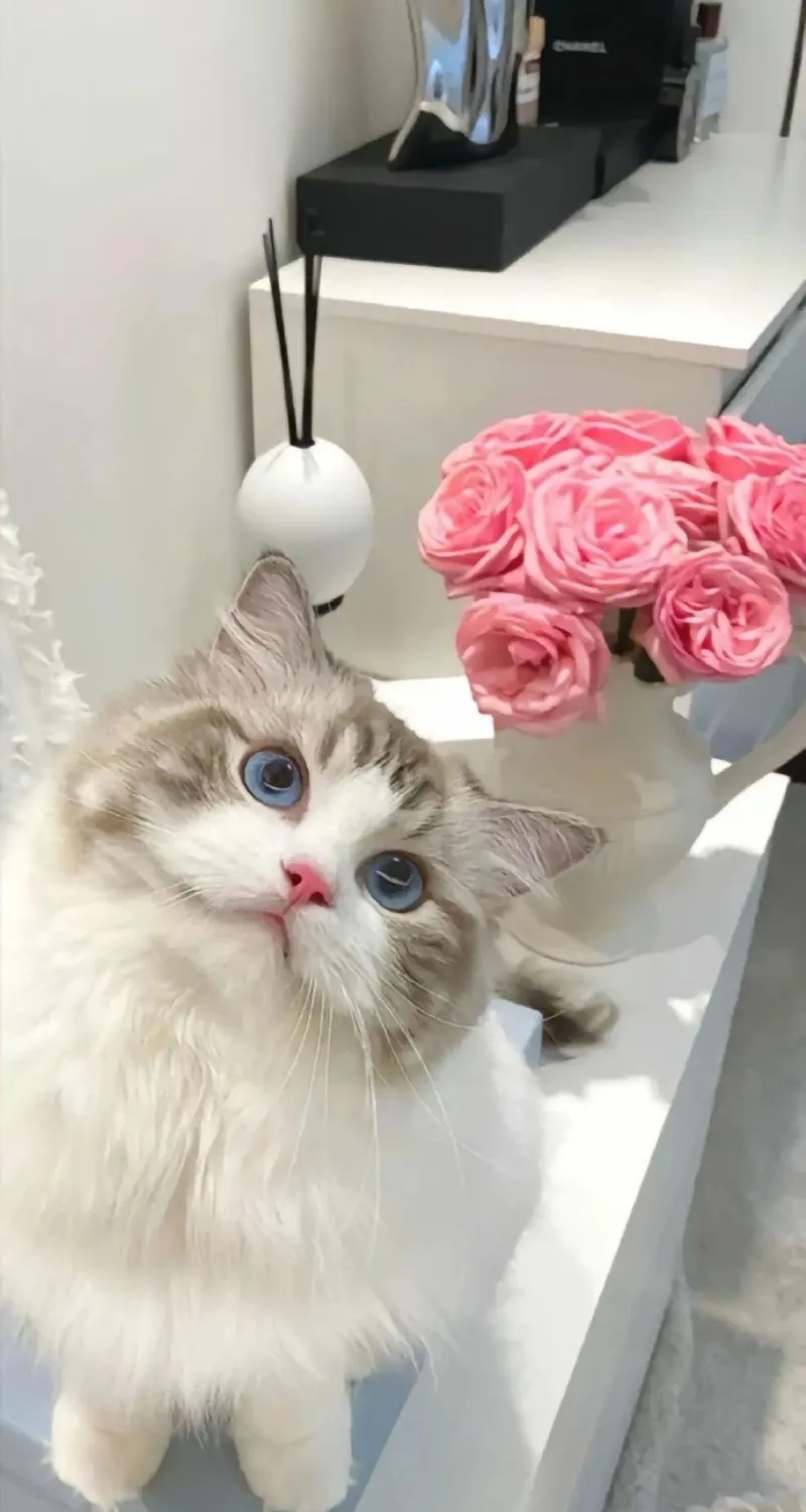 hình nền mèo cute đáng yêu nhất