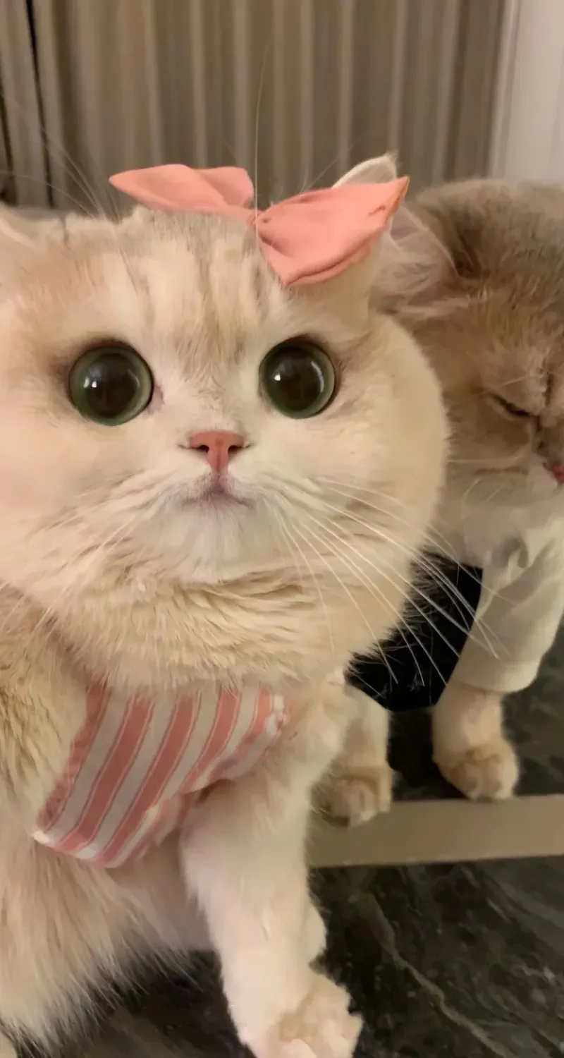 hình nền mèo cute đẹp nhất
