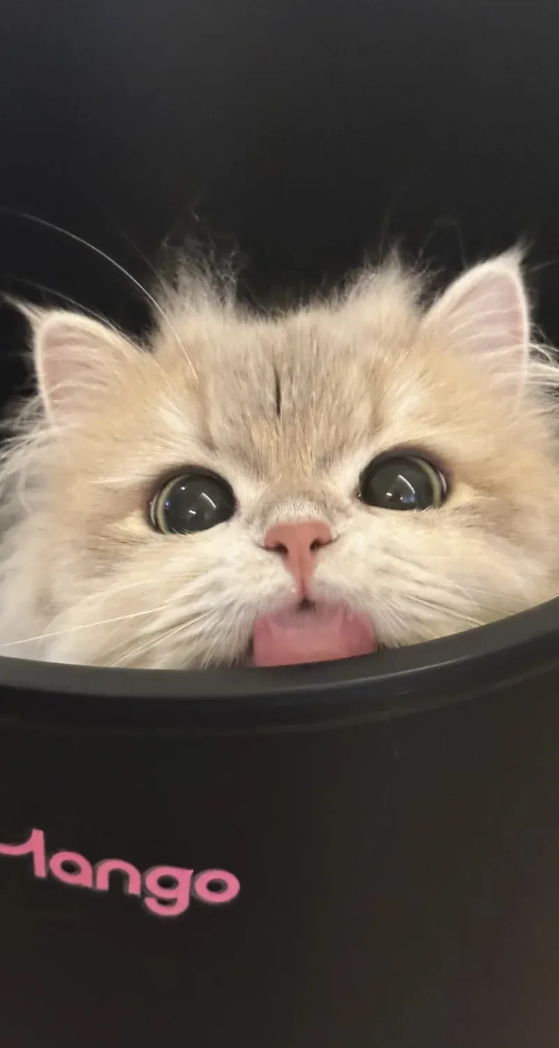hình nền mèo cute siêu đáng yêu